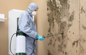 Best Mold Remediation for Healthcare Facilities in De Soto, IA